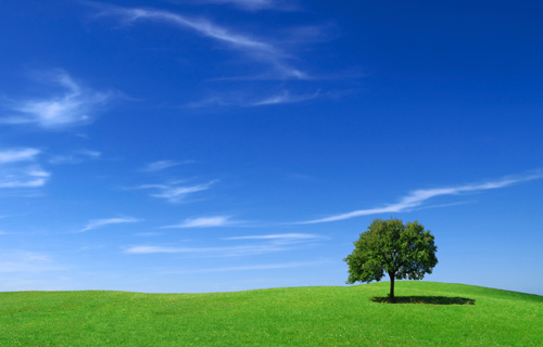 Ein Baum auf einer Wiese vor weitem, blauem Himmel